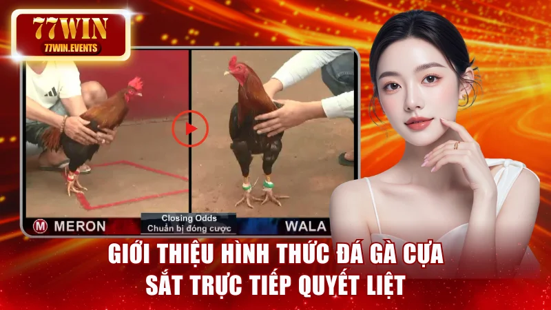 Giới thiệu hình thức đá gà cựa sắt trực tiếp quyết liệt